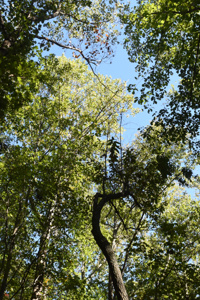 coming of age, discovery