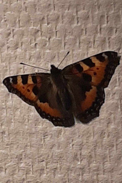 The Observer Thought