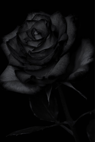 The Reincarnation of Eleanora Verlice