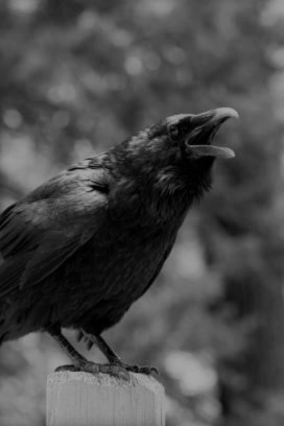 Born in The Cultivation Habitat.